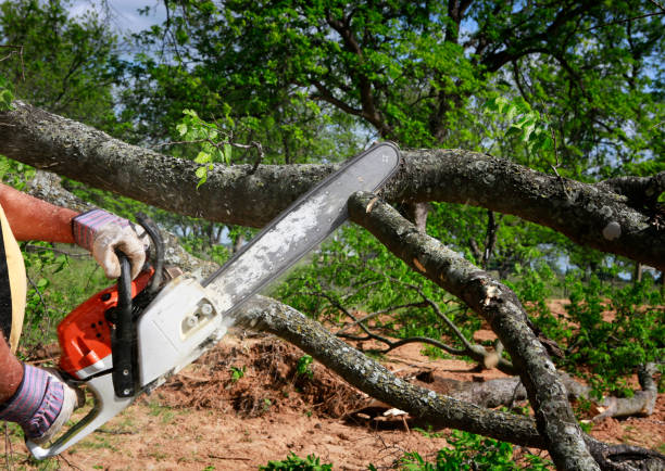 Best Tree Removal for Businesses  in Pine Bluff, AR